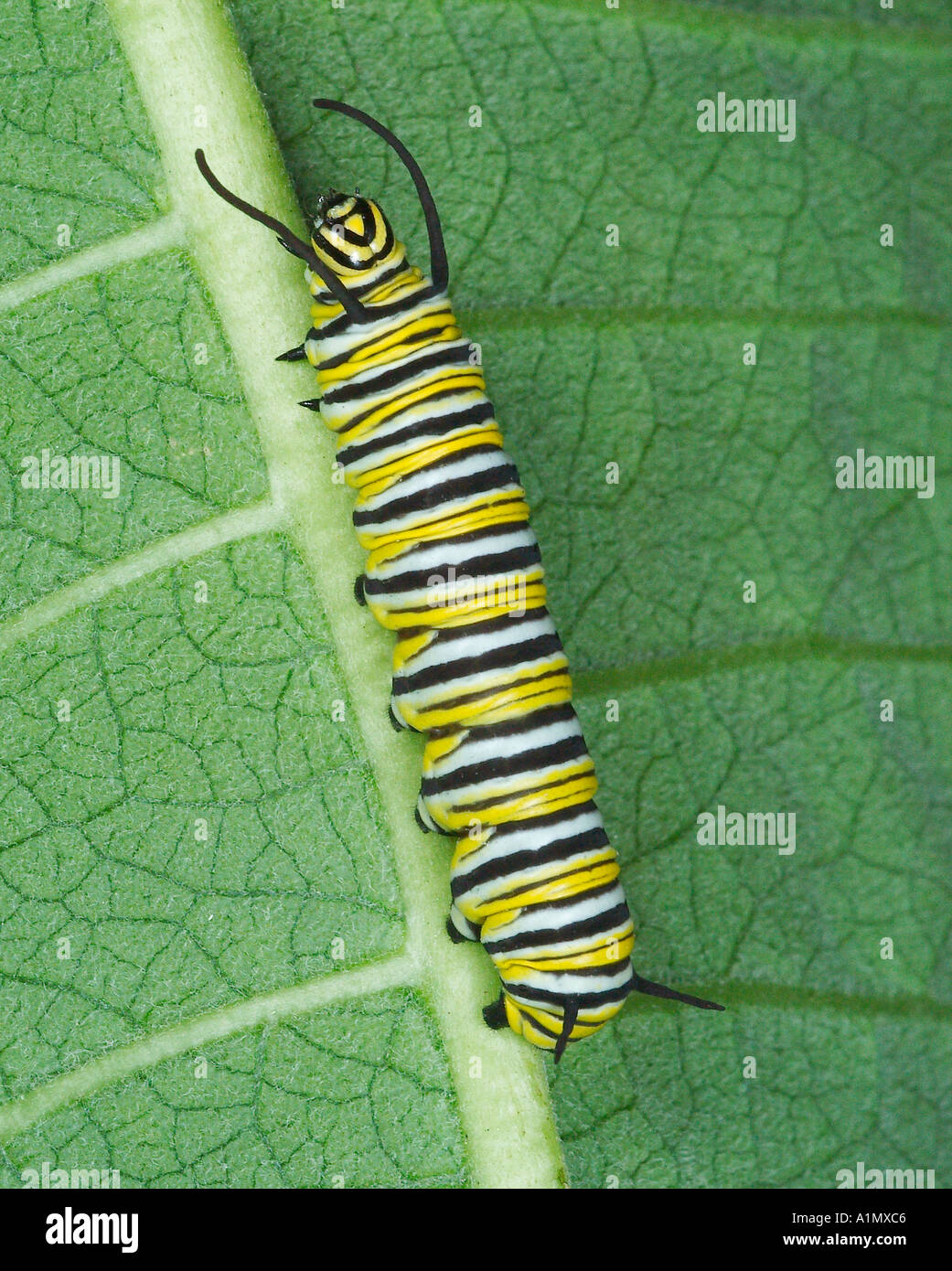 Sur des feuilles d'asclépiade caterpillar Monarch Banque D'Images