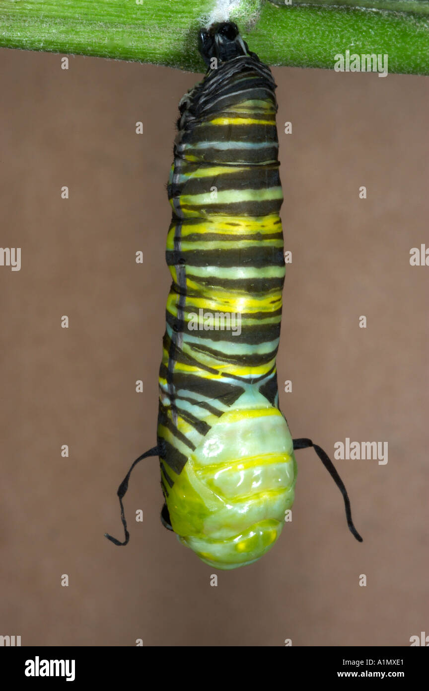 Monarch chrysalis début juste après la chenille a perdu sa peau Danaus plexippus Banque D'Images