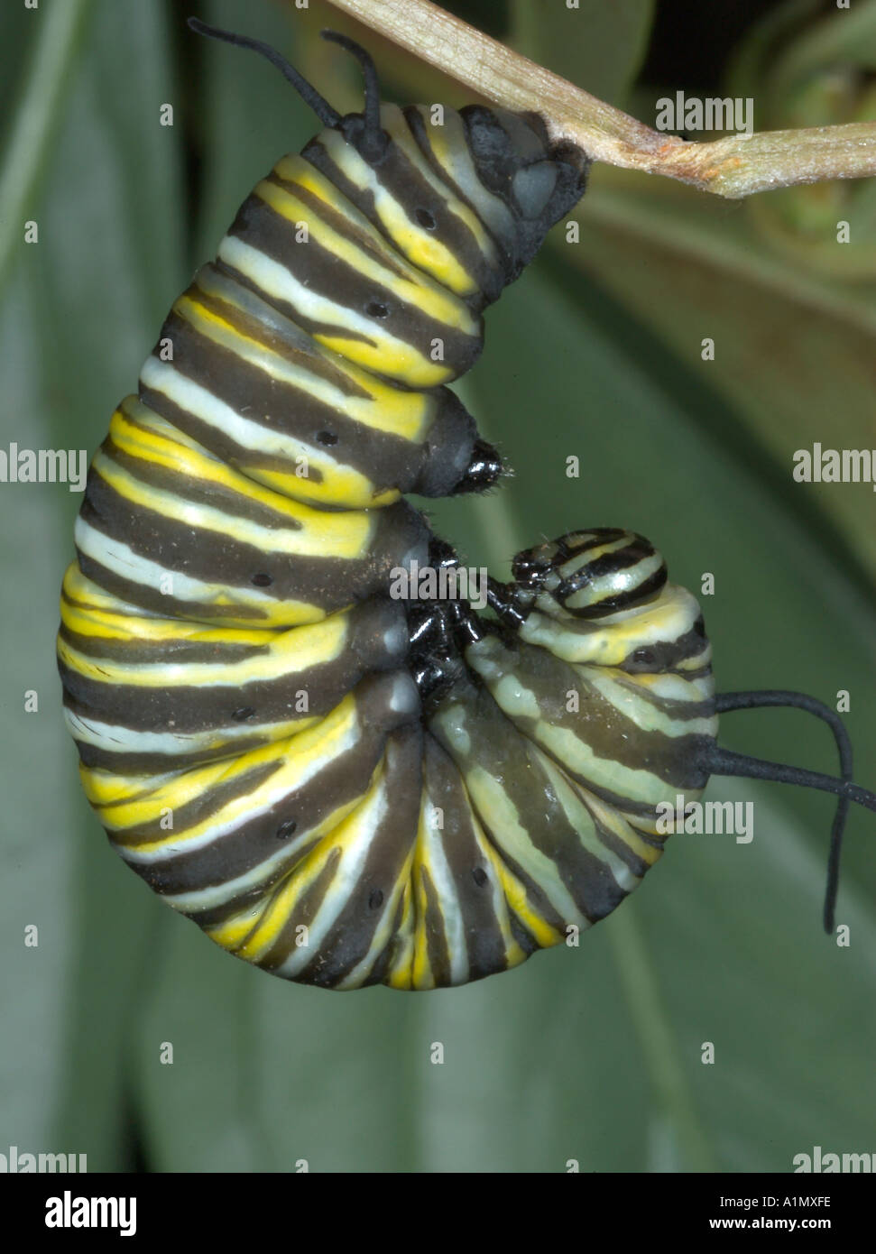 Papillon Monarque Danaus plexippus Caterpillar la préparation de la métamorphose Banque D'Images