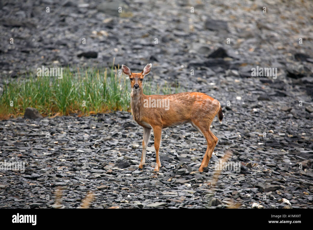 Noire de Sitka cerf de Virginie Odocoileus hemionus sitkensis Barry Arm Prince William Sound, Alaska Chugach National Forest Banque D'Images