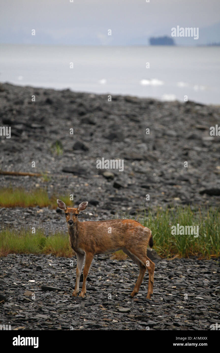 Noire de Sitka cerf de Virginie Odocoileus hemionus sitkensis Barry Arm Prince William Sound, Alaska Chugach National Forest Banque D'Images