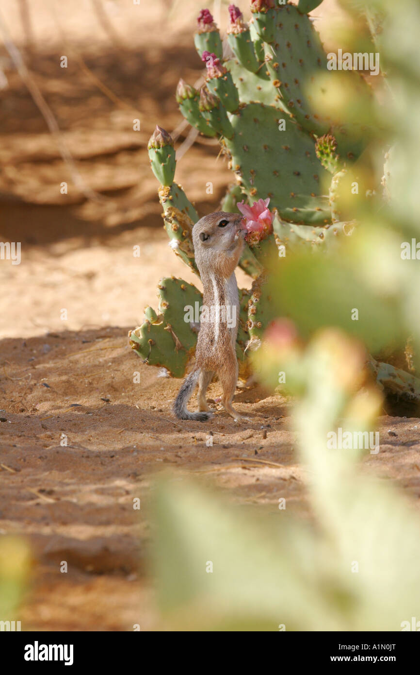 Écureuil antilope à queue blanche Pioneertown désert de Mojave en Californie Banque D'Images