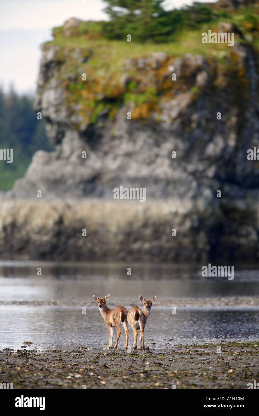 Le Cerf Noir Sitka Hawkins Island Prince William Cordova Alaska Chugach National Forest Banque D'Images