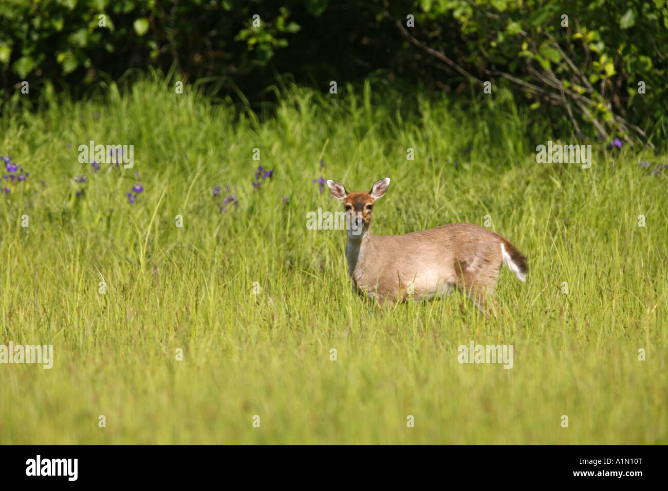 Le Cerf Noir Sitka Hawkins Island Prince William Cordova Alaska Chugach National Forest Banque D'Images