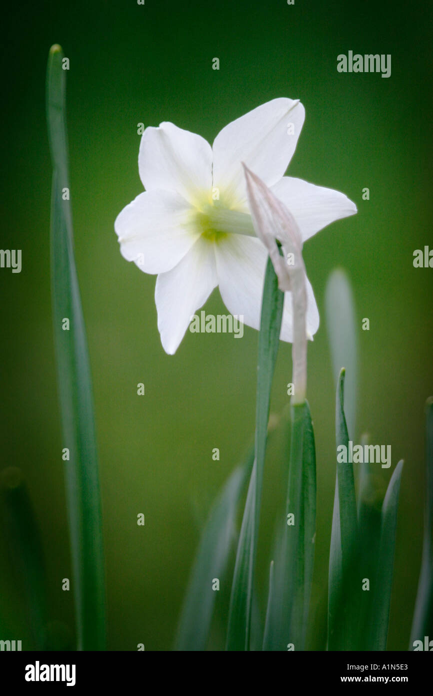 Plantes à bulbe jonquille du genre Narcissus pseudonarcissus surtout n'avoir généralement blanc ou voyantes fleurs jaunes en forme de trompette avec une couronne centrale Banque D'Images