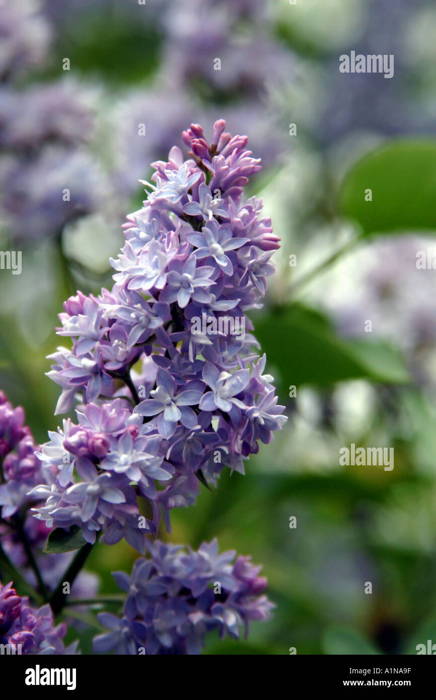 Lilas en pleine floraison de printemps Syringa villosa Arbre en fleurs Plantes Nature Banque D'Images