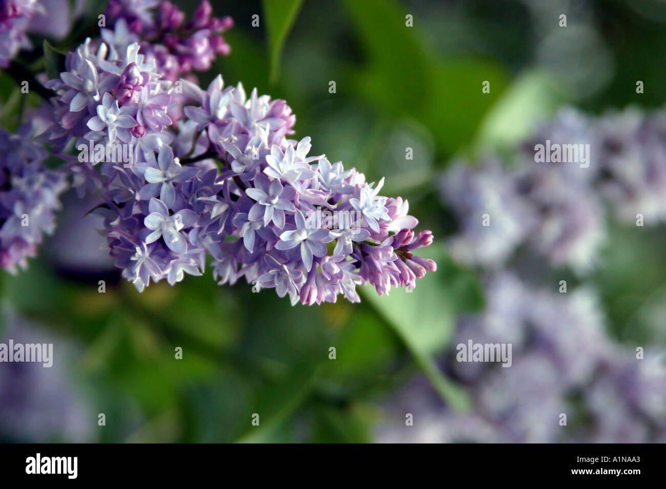 Lilas en pleine floraison de printemps Syringa villosa Arbre en fleurs Plantes Nature Banque D'Images