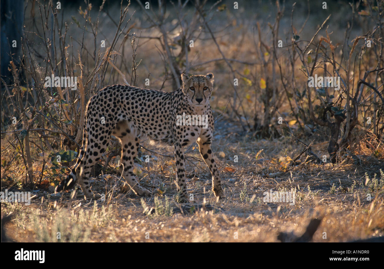 Le guépard Acinonyx jubatus Banque D'Images