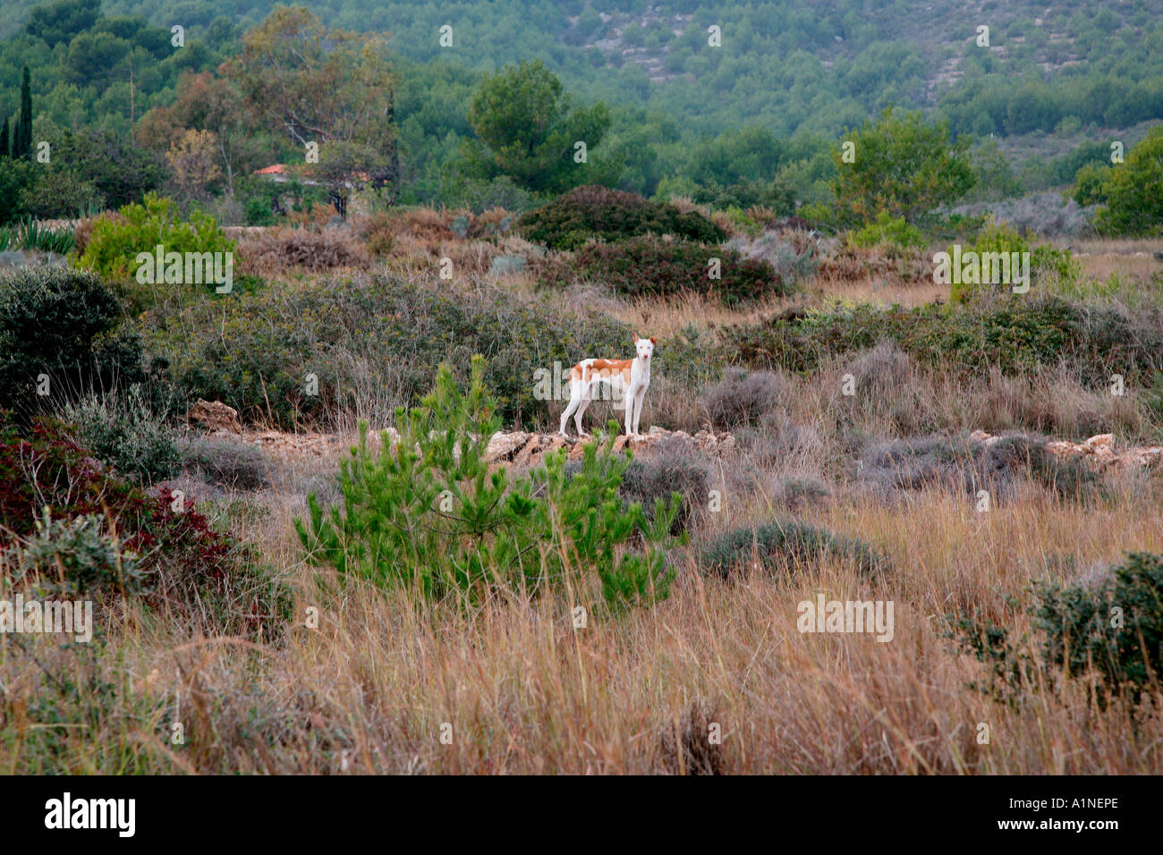 Chien sauvage en terrain espagnol Banque D'Images