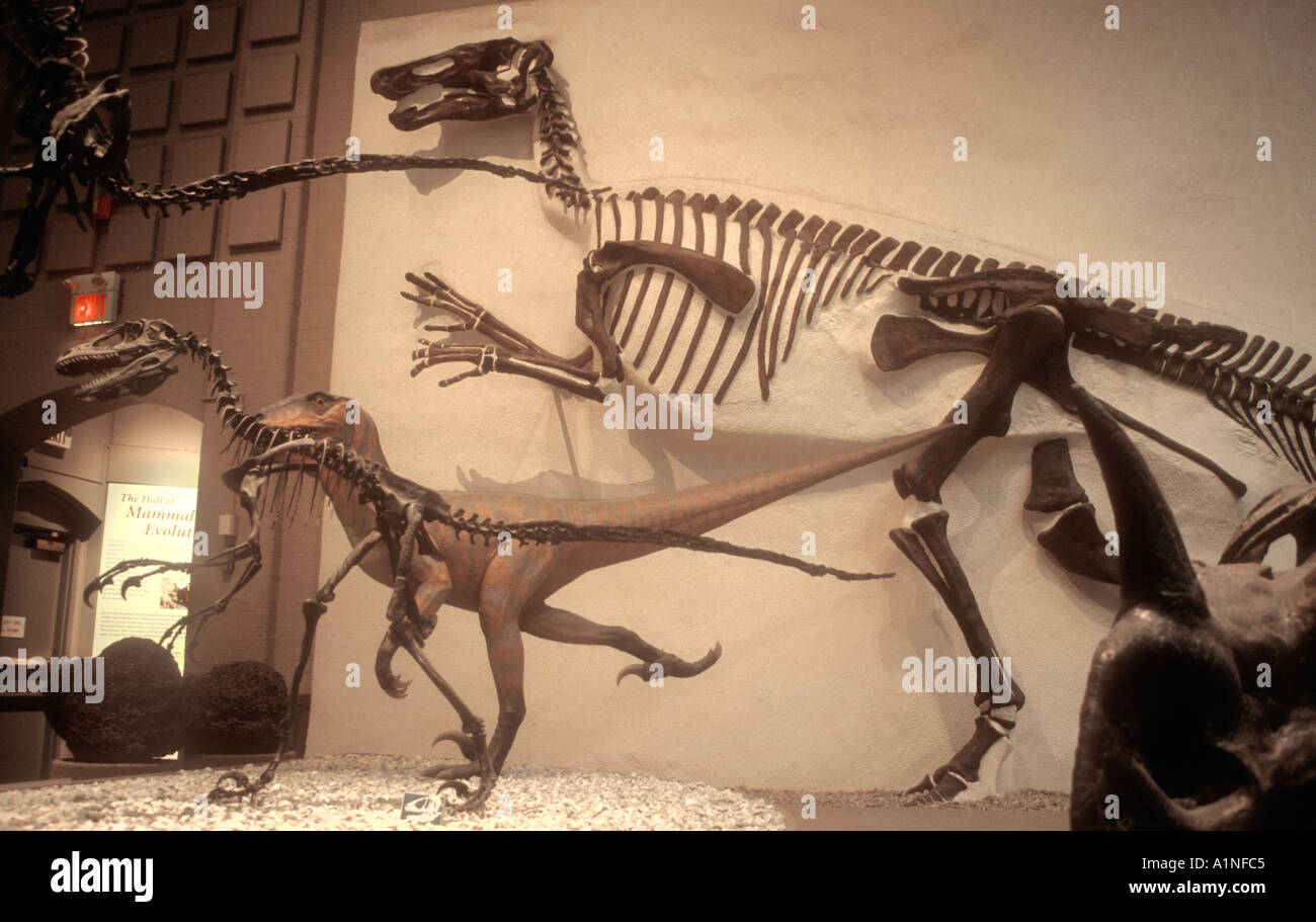 Squelettes de dinosaures du musée Peabody de l'université de Yale New Haven New York USA Banque D'Images