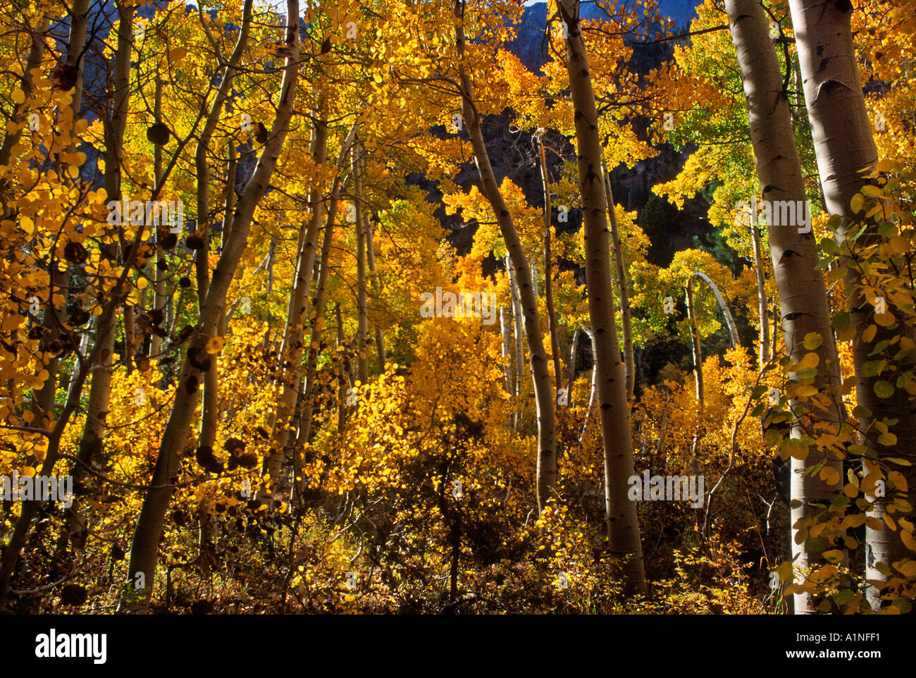La couleur de l'automne dans les montagnes de la Sierra Nevada en Californie Banque D'Images