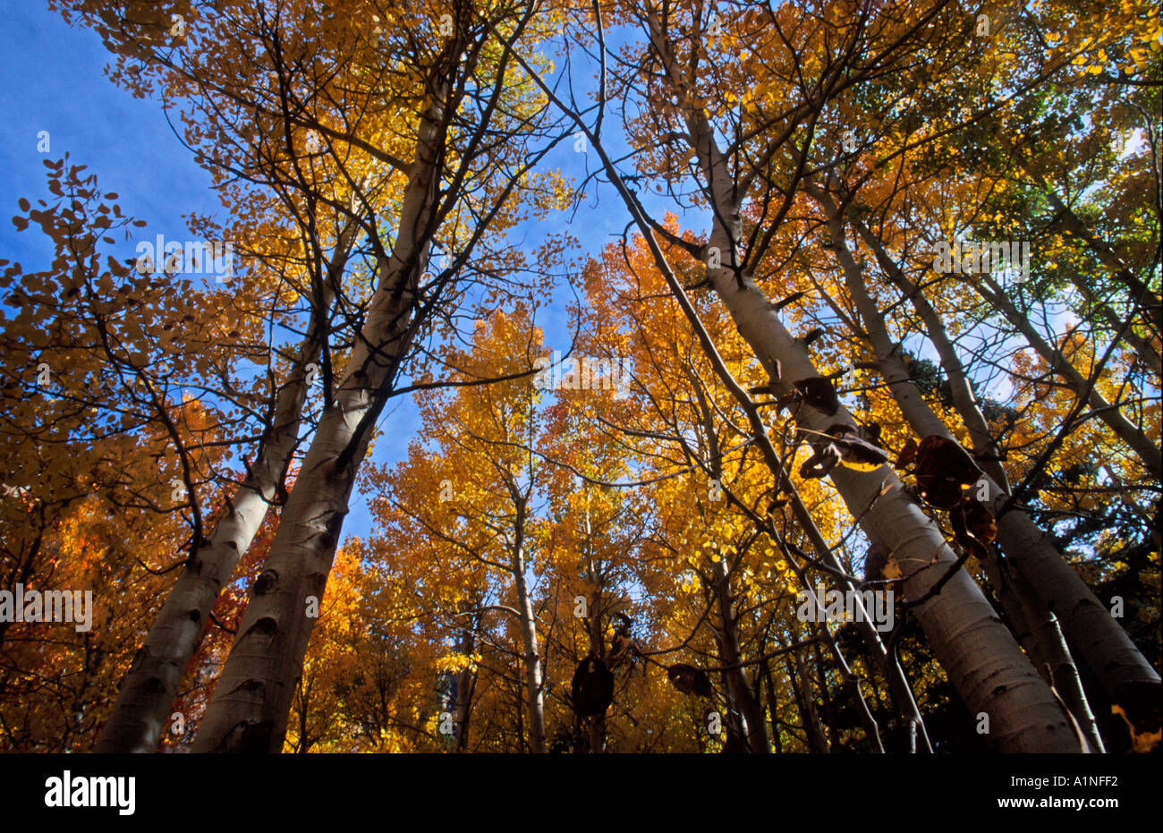 La couleur de l'automne dans les montagnes de la Sierra Nevada en Californie Banque D'Images
