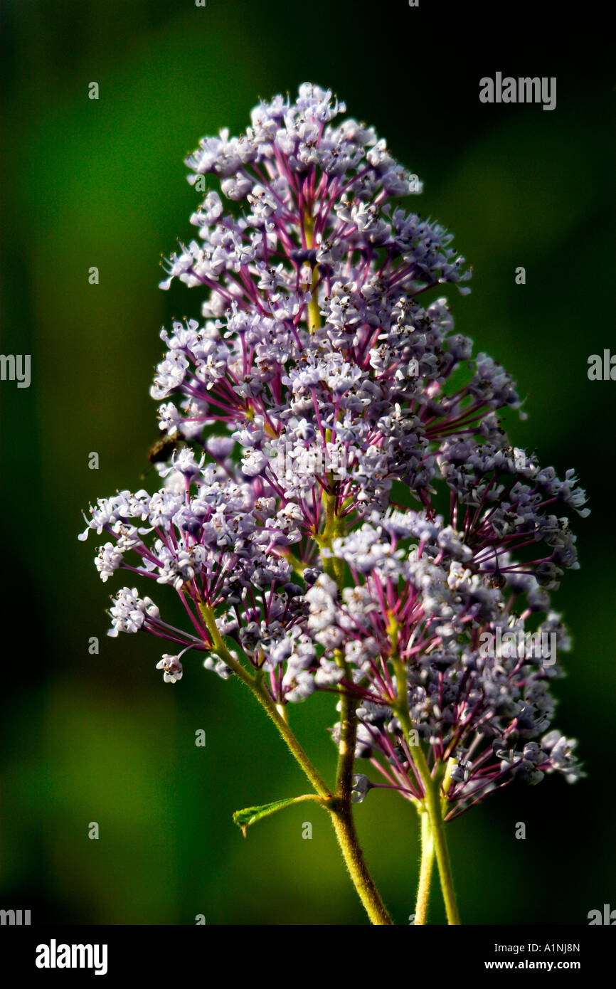 Également connu sous le nom de Ceanothus Lilas californien dans un jardin de campagne anglaise Banque D'Images