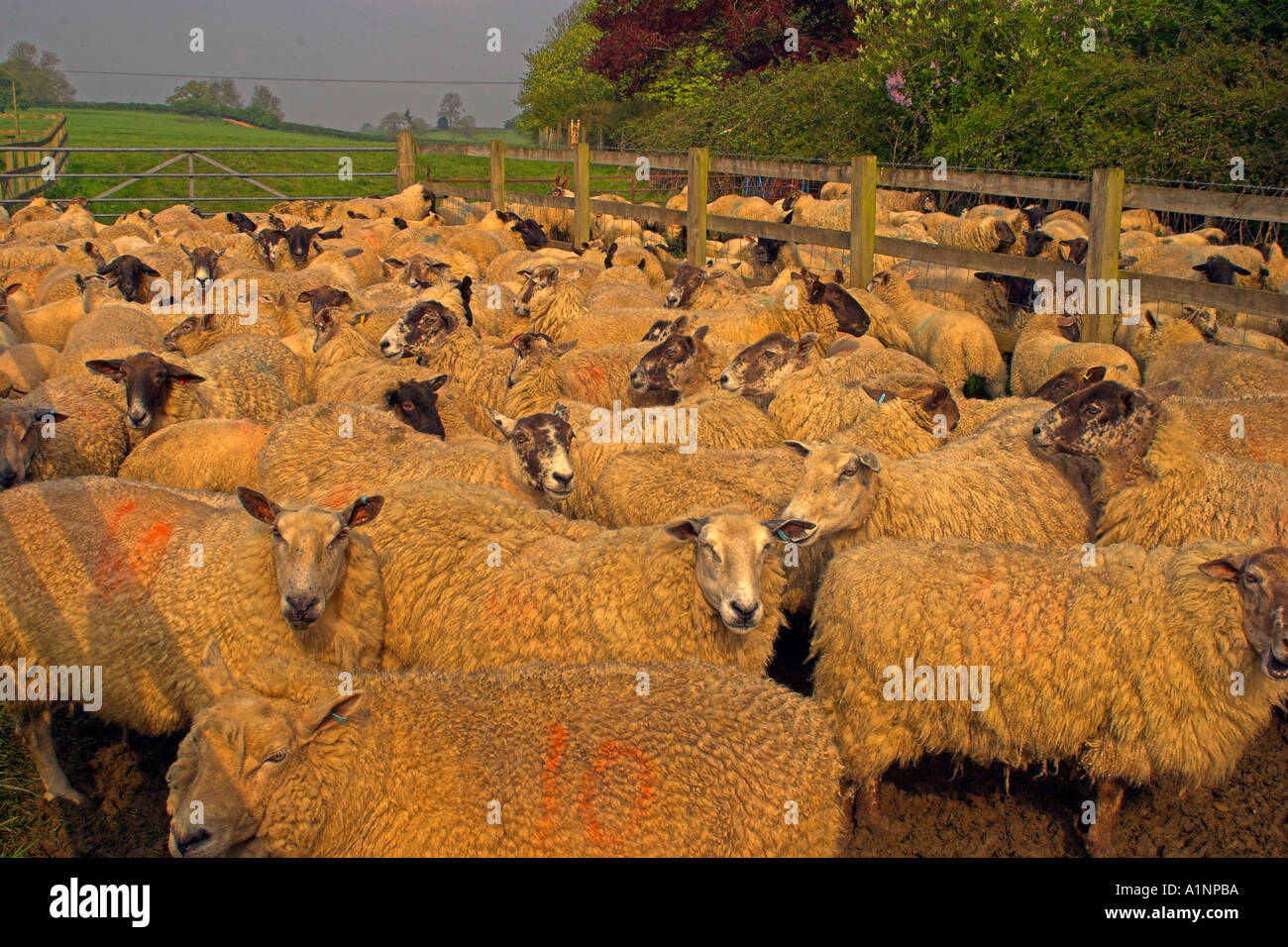 Les moutons attendent d'être cisaillé à Milton on Stour, Dorset, Angleterre Banque D'Images