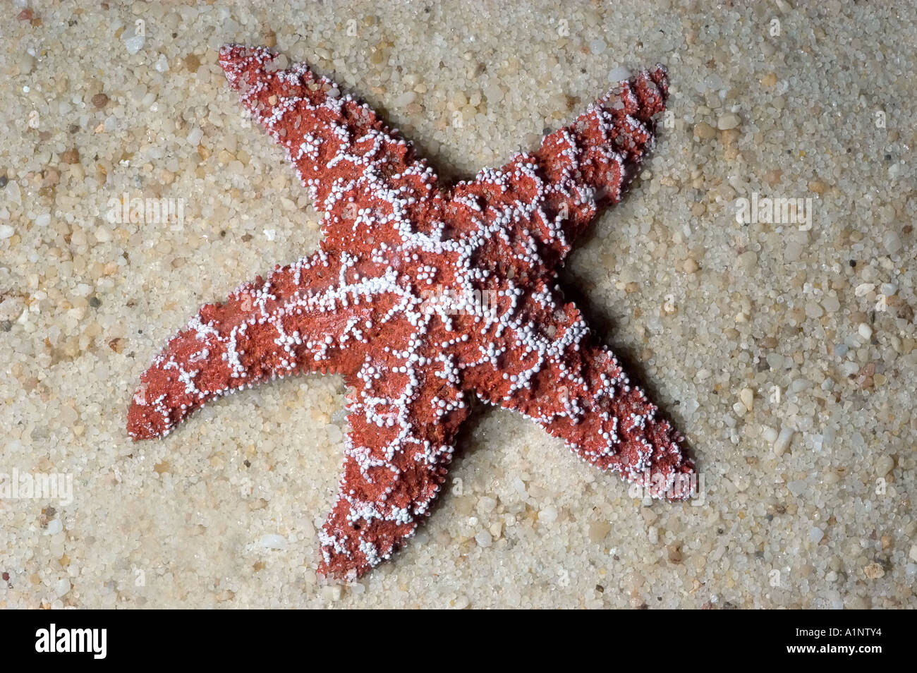 Étoile de mer Pisaster ochraeus ocre Banque D'Images