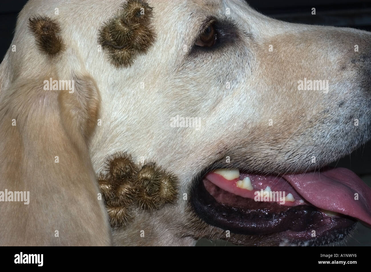 La bardane : fraises sur yellow lab puppy Banque D'Images