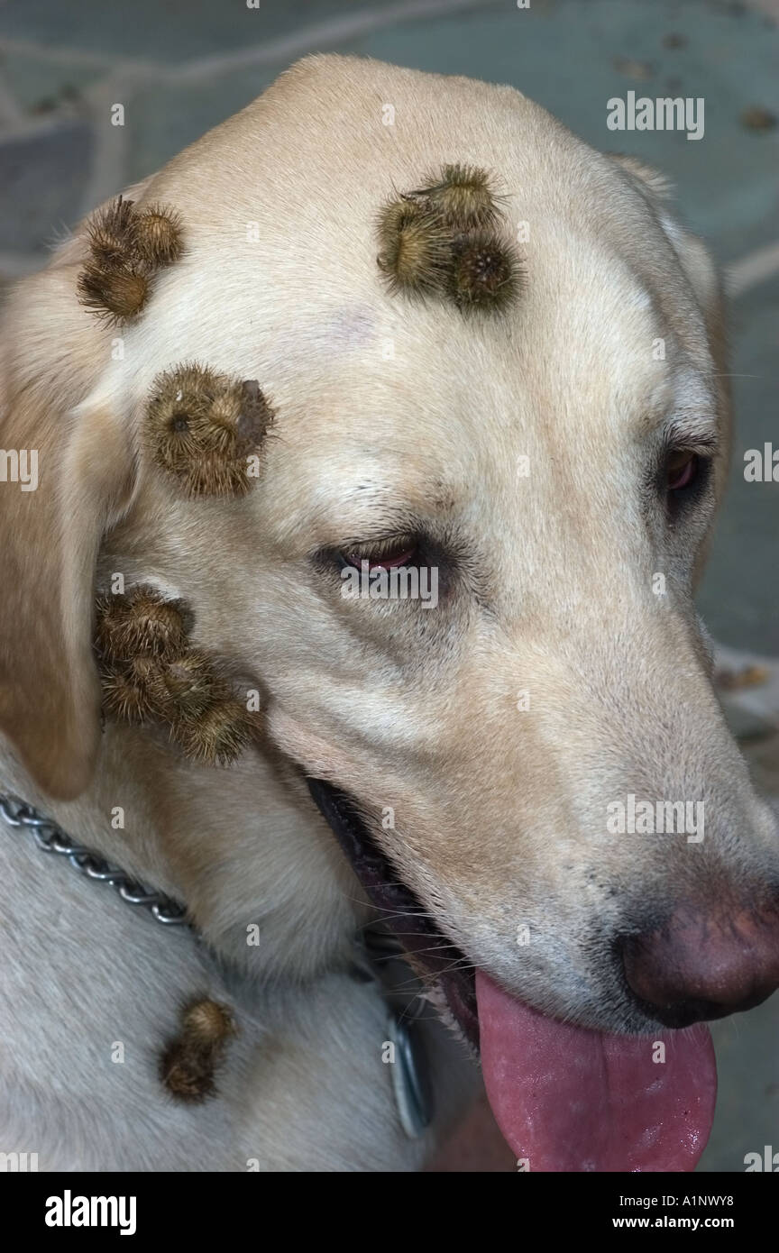 La bardane : fraises sur yellow lab puppy Banque D'Images