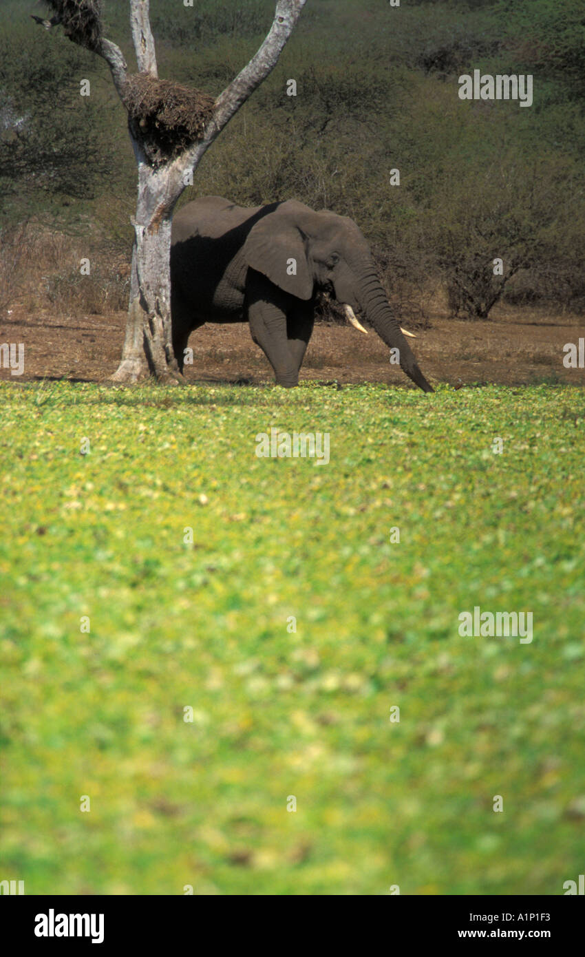 Boire de l'éléphant d'un barrage de couverts dans la laitue d'une espèce envahissante de l'Amérique du Sud Banque D'Images