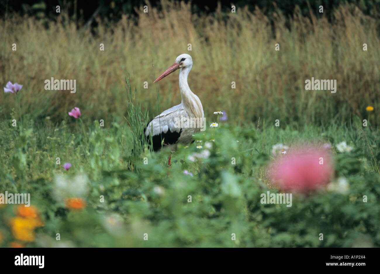 Ciconia ciconia Cigogne blanche dans la campagne lettone Banque D'Images