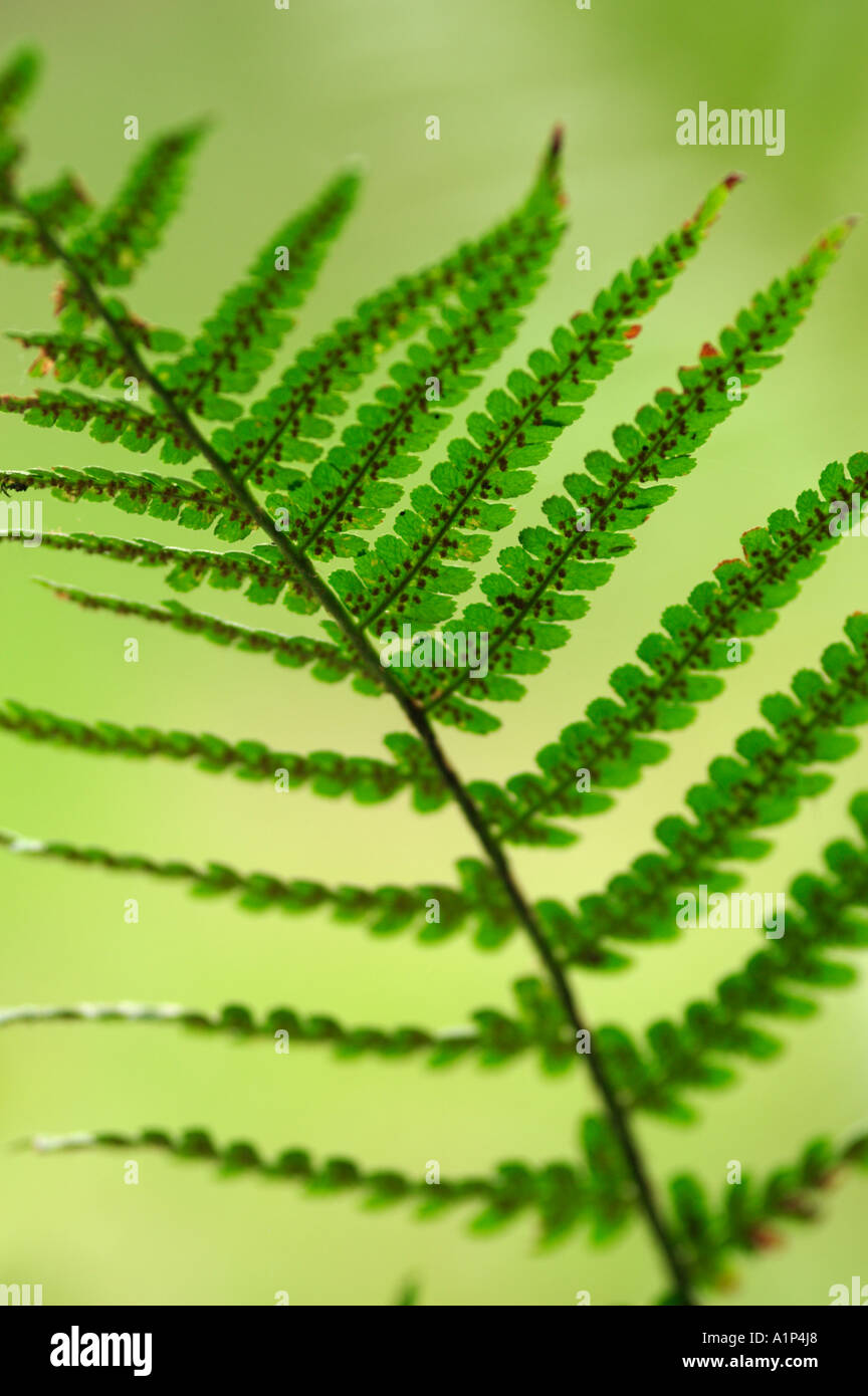 Dryopteris dilitata vaste Buckler Fern Banque D'Images