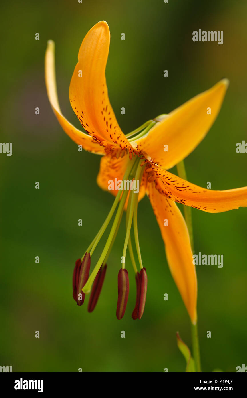 Lilium superbum close up Banque D'Images