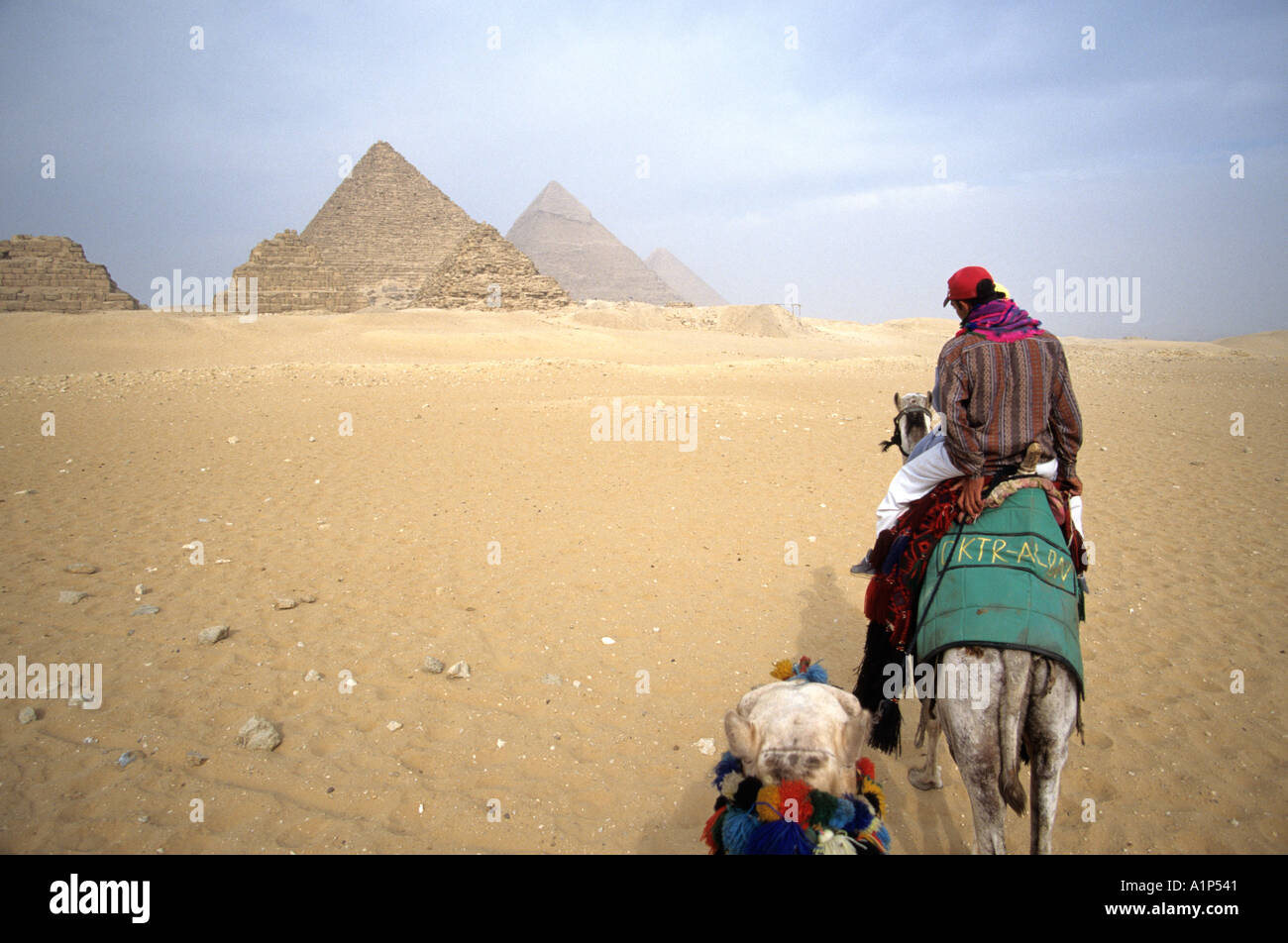Dromadaire et Les Pyramides Gizeh Egypte Banque D'Images