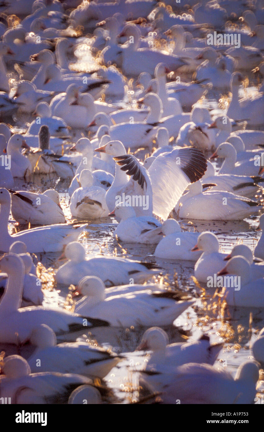 L'Oie des neiges (Chen caerulescens ) Banque D'Images