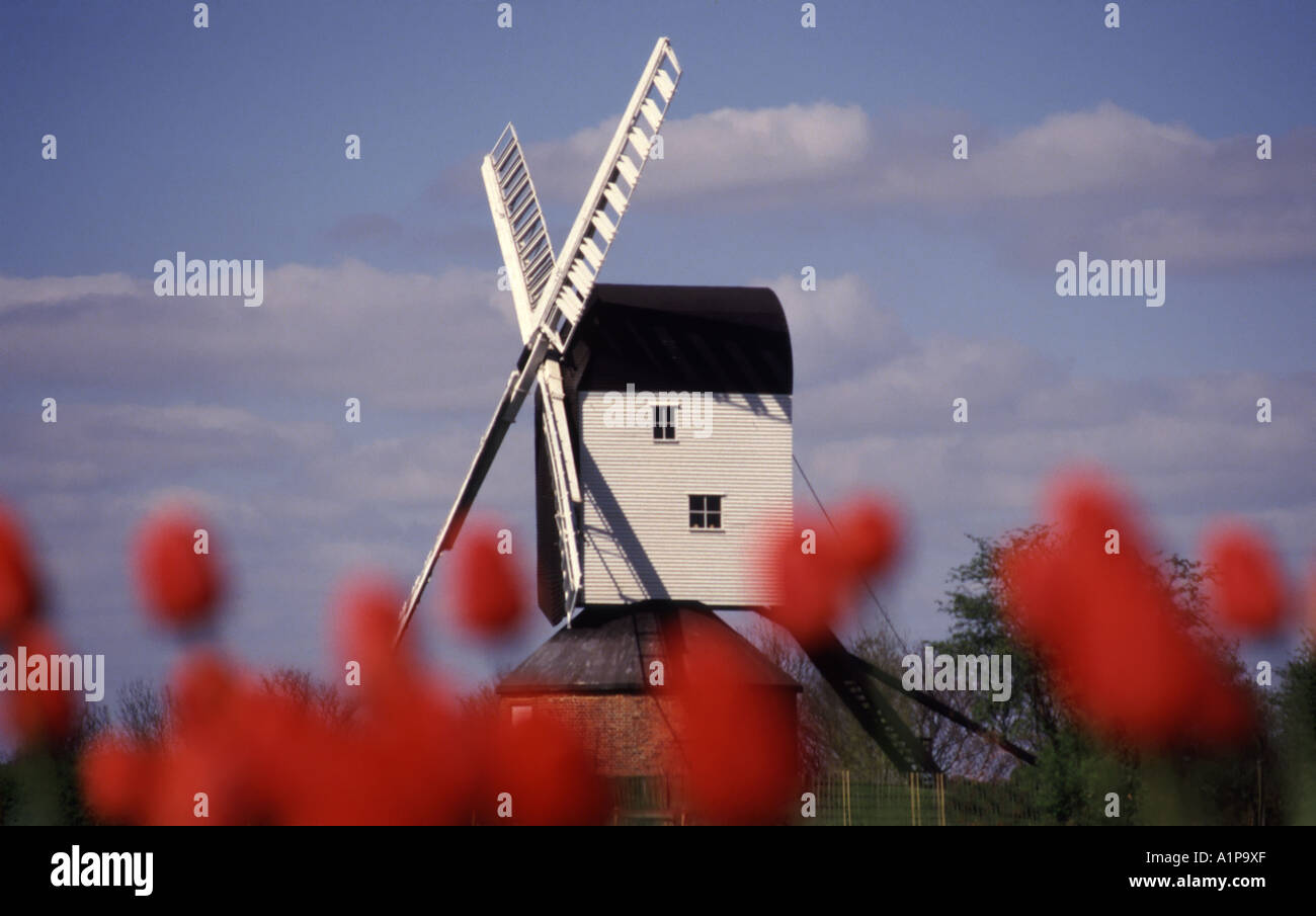 Le moulin à vent historique de Mountnessing Post Mill sur le village vert en état de marche les jours ouverts vu hors du foyer tulipes Brentwood Essex Angleterre Royaume-Uni Banque D'Images