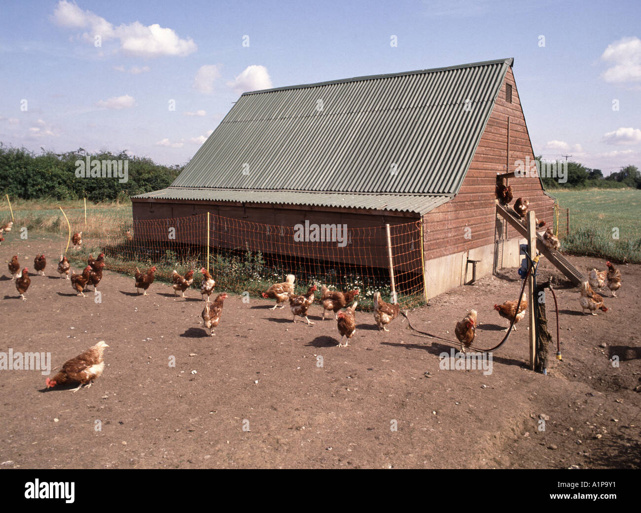 Poulailler isolé et en libre parcours sur des terres agricoles rurales élevant de la volaille pour la nourriture en plein air poules cueillant des restes de nourriture Essex Angleterre Royaume-Uni Banque D'Images