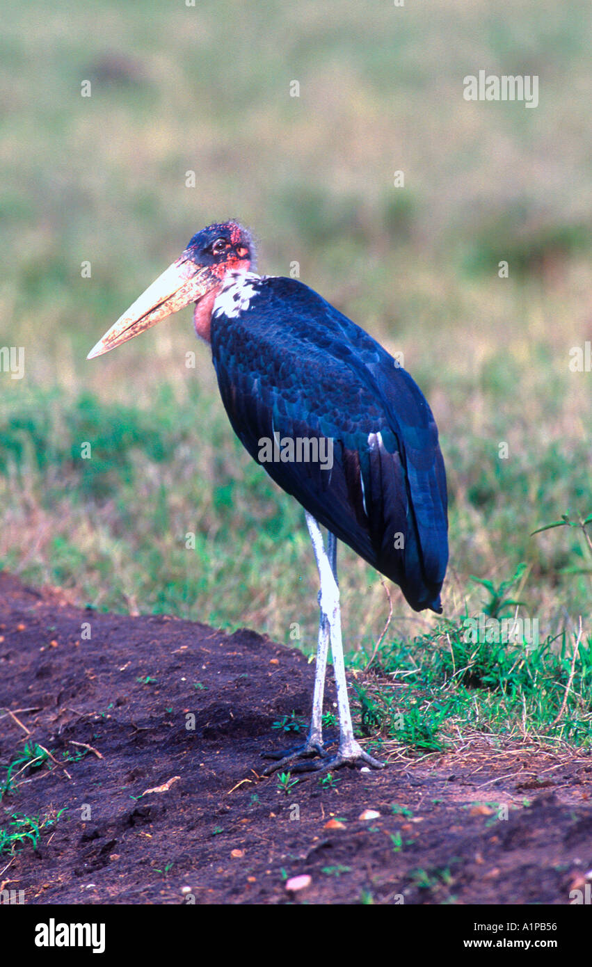 échassier oiseau africain marabout Banque de photographies et d’images — free download