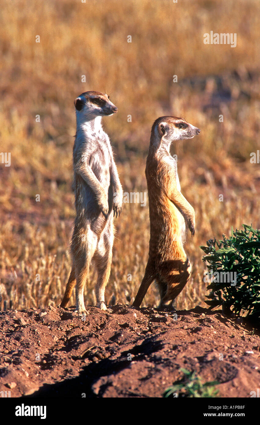 Les suricates Central Kalahari Game Reserve Botswana Banque D'Images