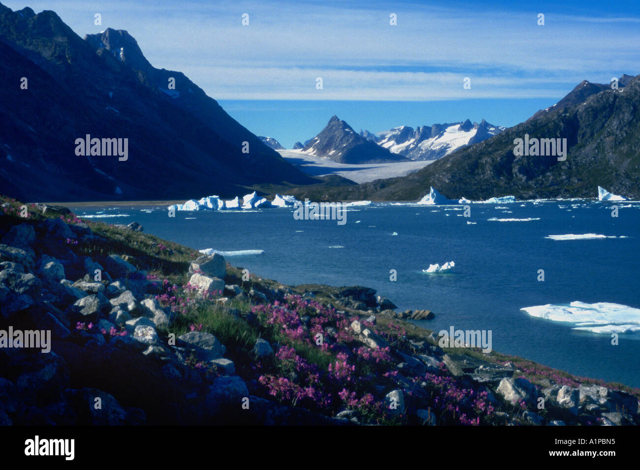 La mer, la glace, les glaciers et les fleurs Banque D'Images