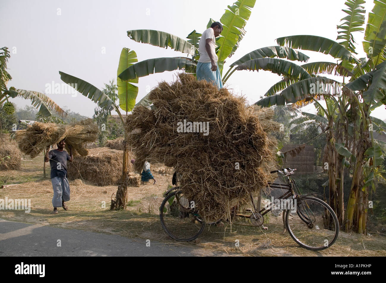 Les hommes de paille des paquets de poils sur un pousse-pousse dans le nord du Bangladesh Banque D'Images