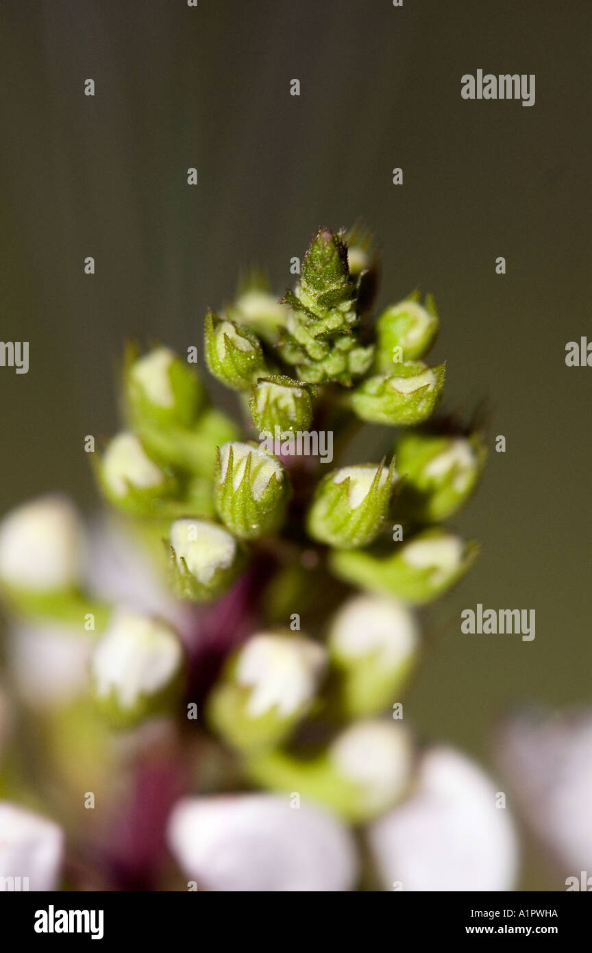 Close-up de boutons de fleurs sur une Cat's Whiskers plante ou 'Misai Kucing' Banque D'Images Close-up de boutons de fleurs sur une Cat's Whiskers plante ou 'Misai Kucing' Banque D'Images