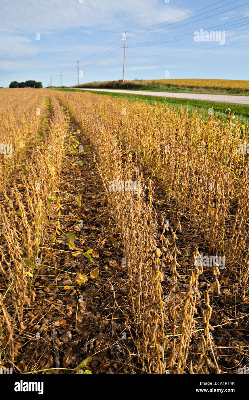 Comté de Kenosha WISCONSIN soja prêtes pour la récolte dans la région de midwest haricot les gousses, regarder en bas des rangées de poteaux de téléphone de routes rurales Banque D'Images