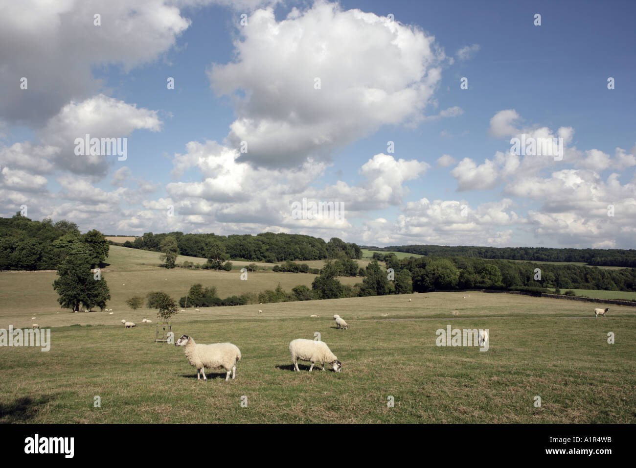 Une vue très anglais, les Cotswolds au best, des moutons paissant sur une colline sur une journée ensoleillée. Banque D'Images