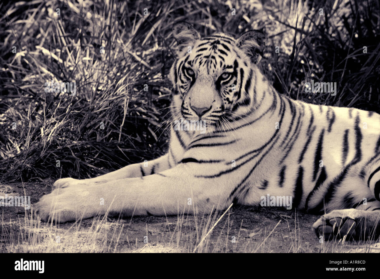 White Tiger Zoo Hydrabad Andhra Pradesh Inde Banque D'Images