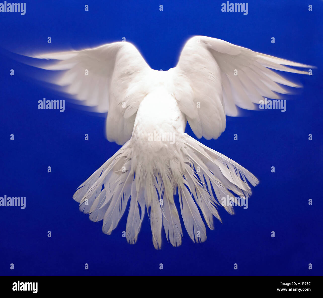 L'arrière de la colombe blanche en vol contre bleu avec des plumes de queue propagation Banque D'Images