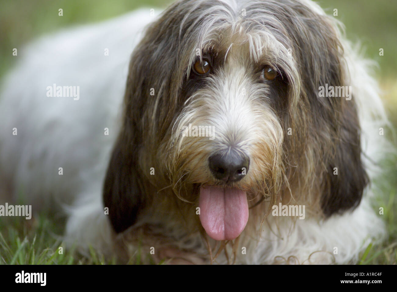Petite Basset Griffon de Bruxelles Banque D'Images