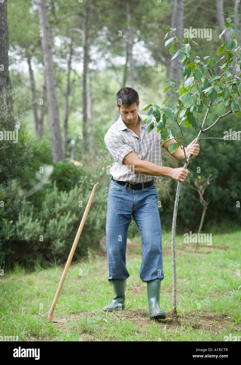 Man planting tree Banque D'Images