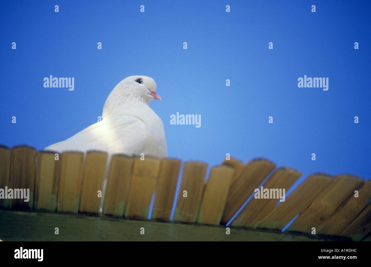 Une colombe perchée sur une clôture de bambou est tourné contre un ciel bleu profond. Banque D'Images