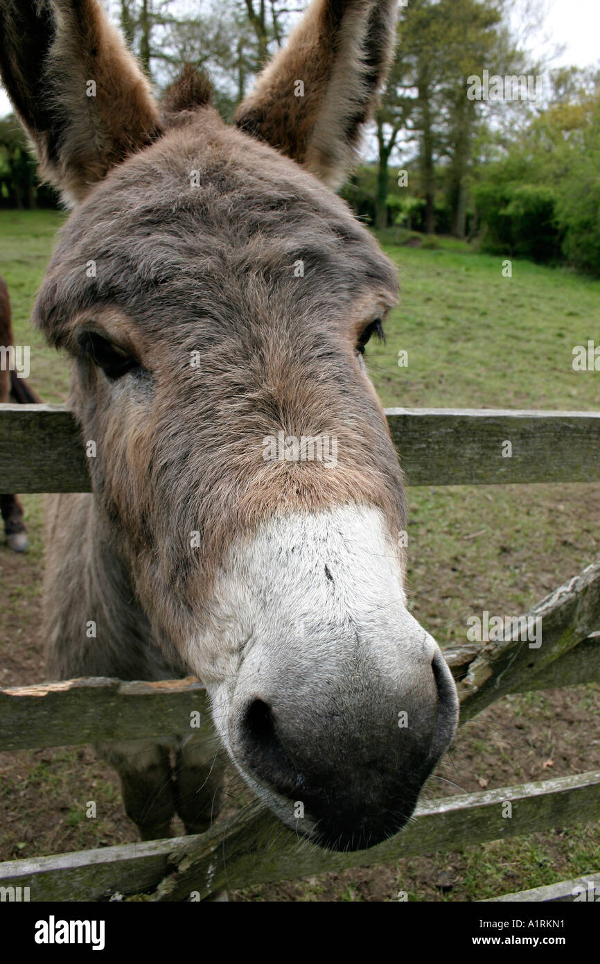 Regarde la Mule : une grande tête de mule qui semble être coincé entre les  rails d'une clôture Photo Stock - Alamy