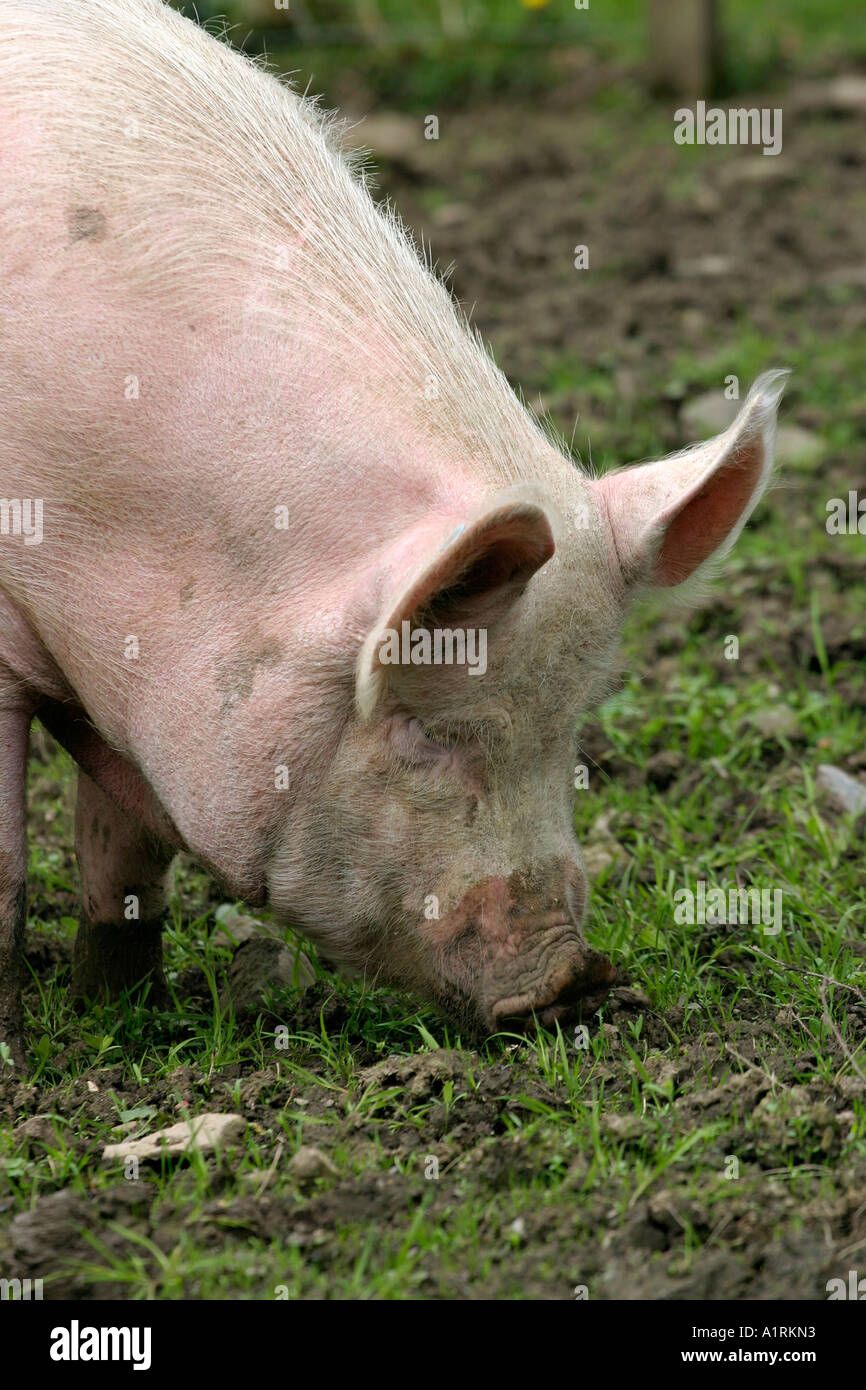 Un cochon rose sur les routes boueuses et rugueux dans un pâturage Ulster Folk Museum Holywood Belfast Irlande du Nord UK Banque D'Images