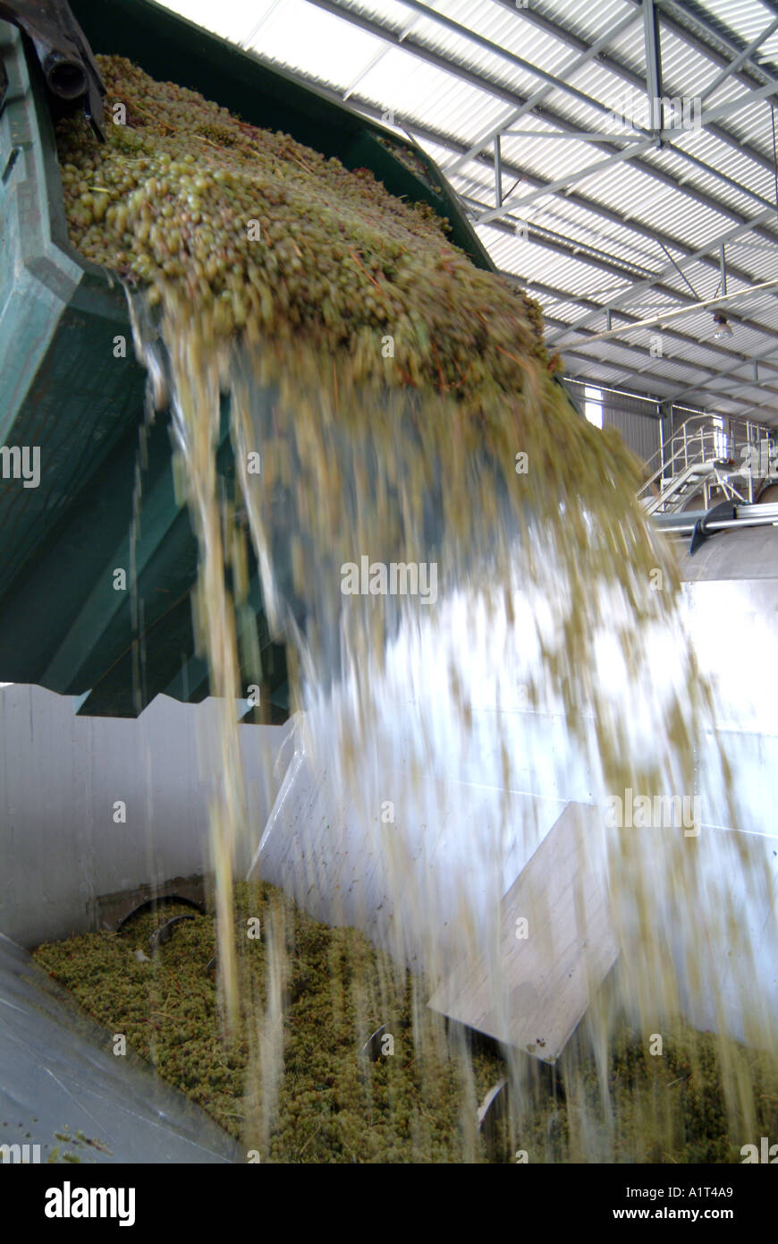 L'Australie WA Margeret River raisin Vasse Felix ne bascule dans crusher Banque D'Images L'Australie WA Margeret River raisin Vasse Felix ne bascule dans crusher Banque D'Images