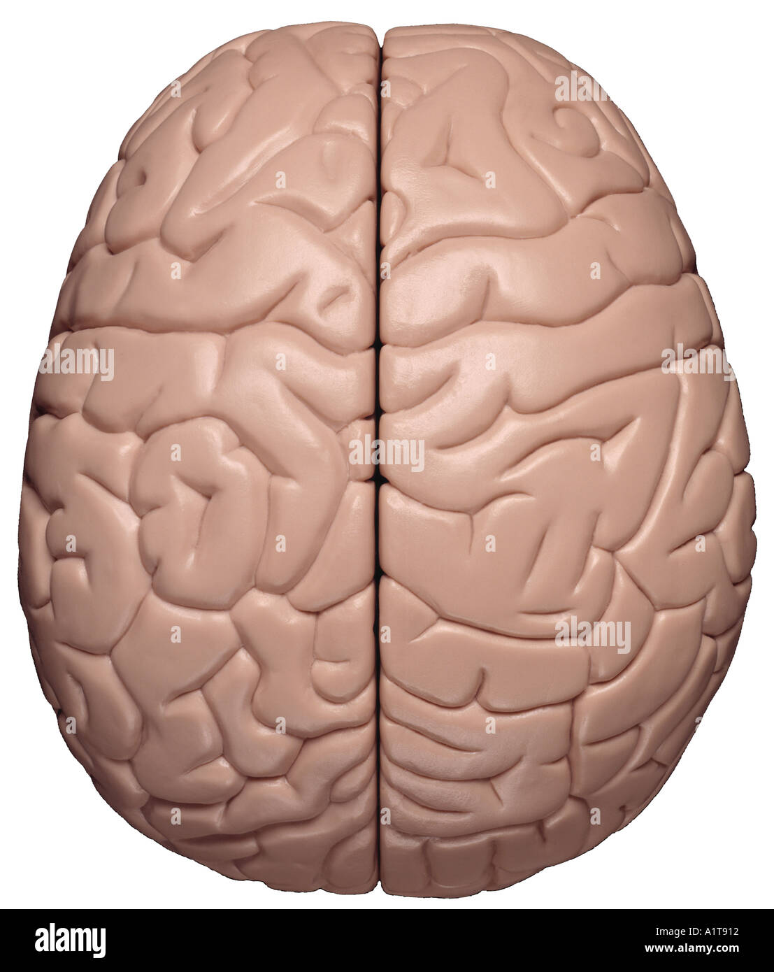 Modèle du cerveau Vue de dessus Banque D'Images