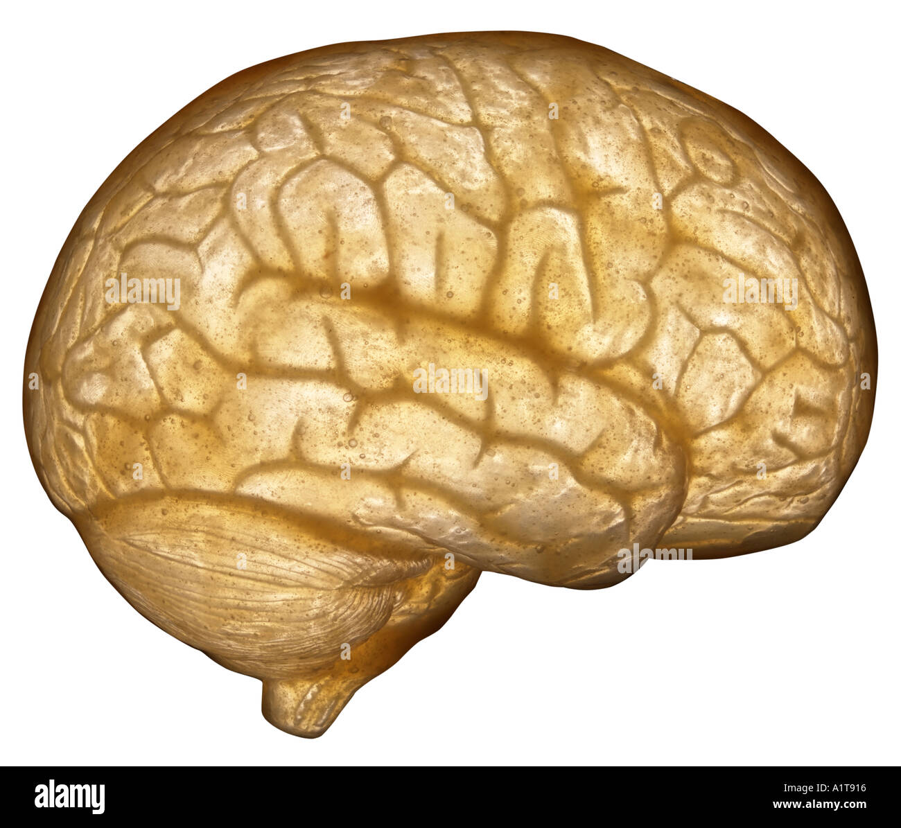 Vue de côté du modèle du cerveau transparent Banque D'Images