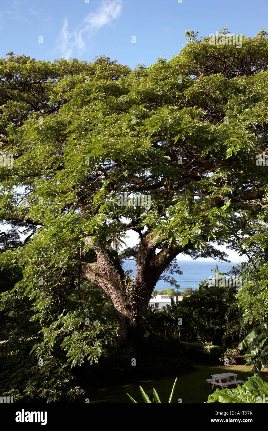 350 ans saman tree dans les jardins de Romney manor St Kitts caraïbes antilles Banque D'Images