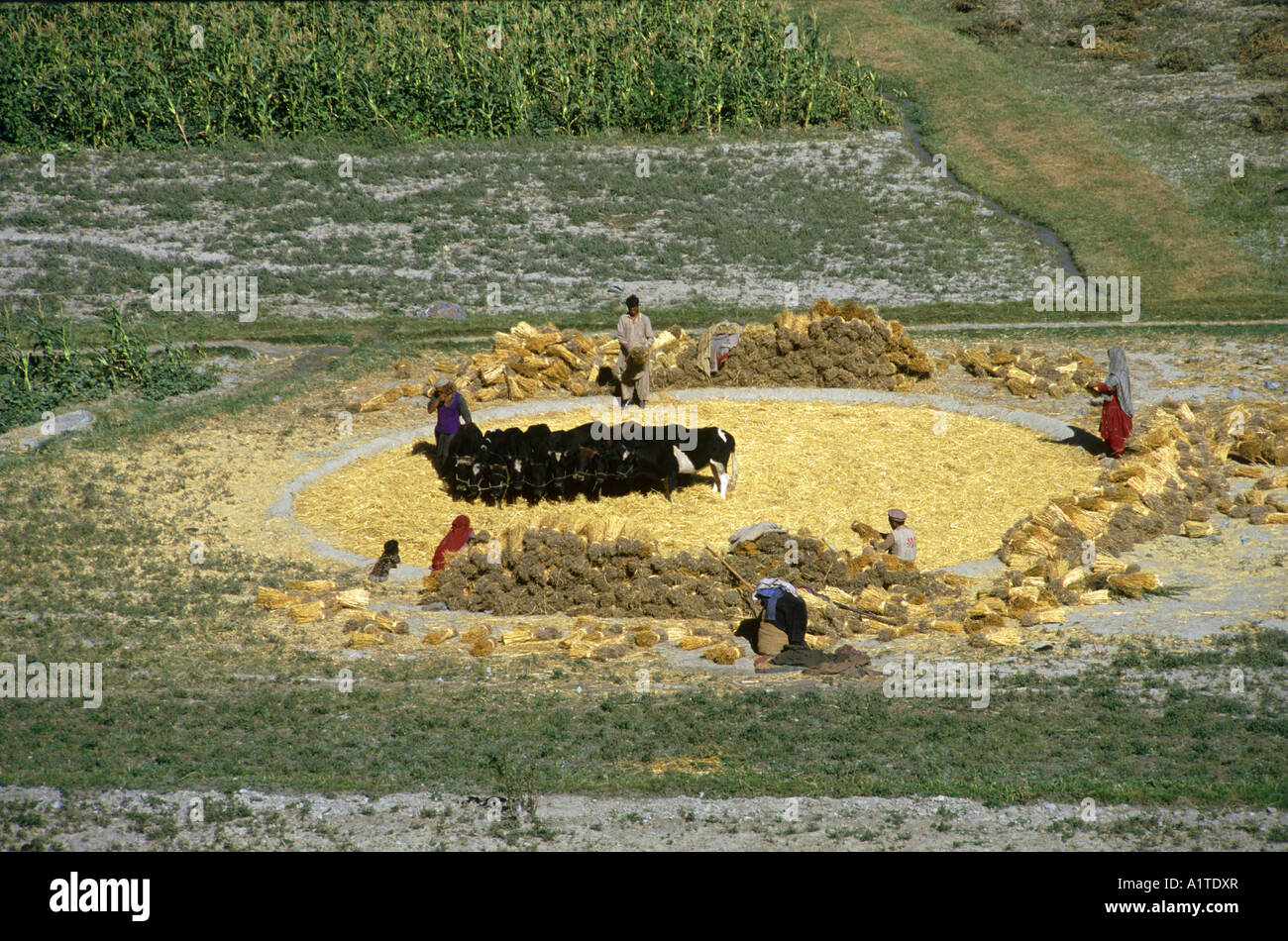 Les vaches battage du blé dans la région de la vallée de la culture bagrot karakoram Pakistan Banque D'Images