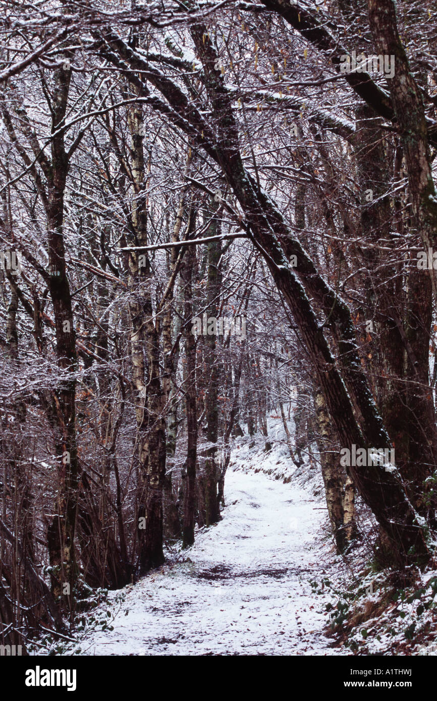 Un chemin dans Gwernafon Bois, Powys, Wales, UK. Une fiducie de forêts de bois après une chute de neige. Banque D'Images