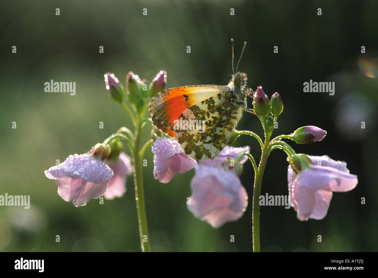 Orange mâle-tip (Anthocharis cardamines papillon) se percher à l'aube sur les fleurs de mesdames Smock, la plante alimentaire des larves. Banque D'Images